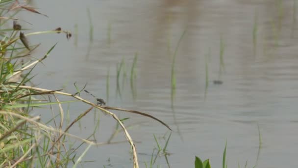 Dragonfly over de vijver — Stockvideo