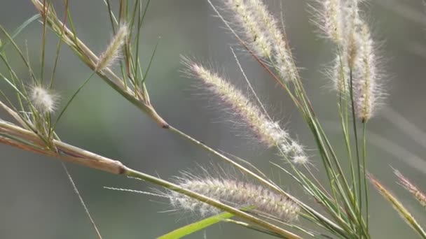 風の吹く草の花 — ストック動画