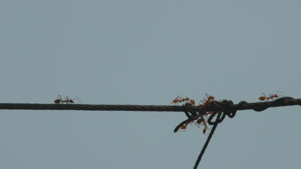 Weaver myra klättra på kabel — Stockvideo