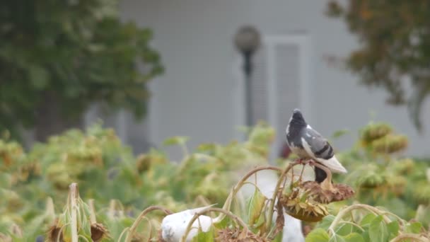 Palomas en el girasol — Vídeos de Stock