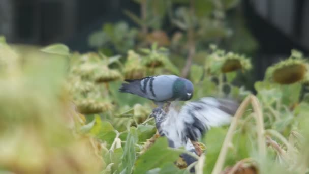 Palomas muestran comportamiento agresivo — Vídeos de Stock