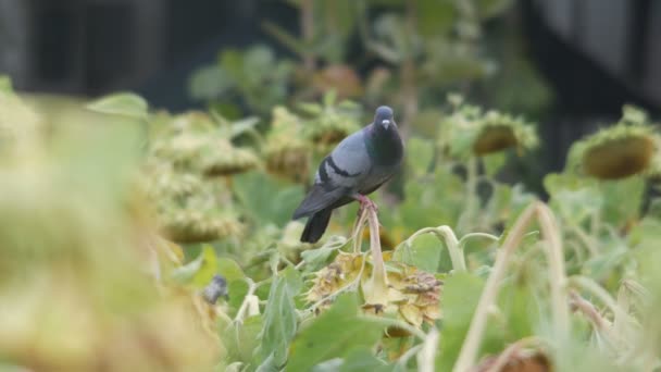 Paloma de pie sobre la flor y volando — Vídeo de stock