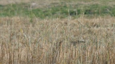 pond heron kurak alanına yürüyor