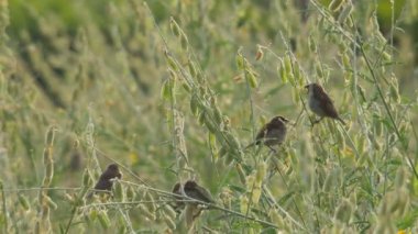 Pul göğüslü Munia kuş uçan