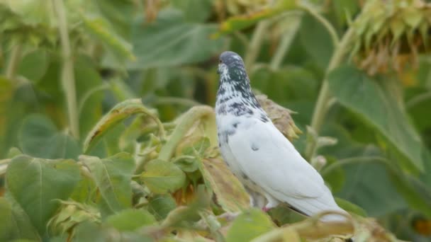 Белый голубь, стоящий на подсолнухе — стоковое видео