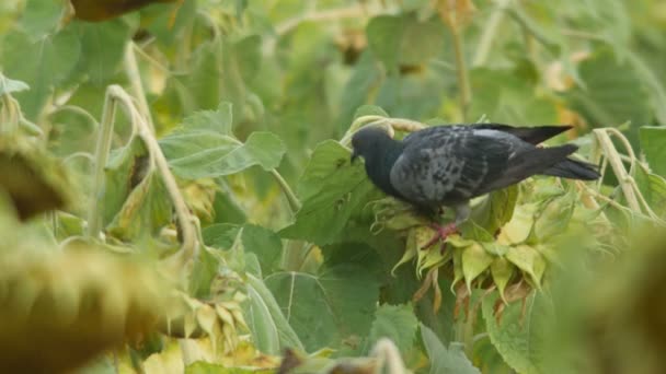 ヒマワリの種を食べる鳩 — ストック動画