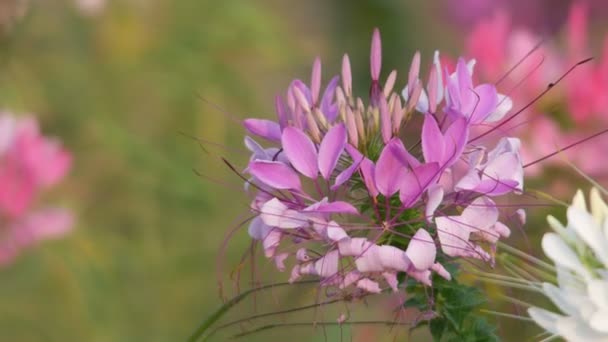 Spider blomma skakar med vinden — Stockvideo