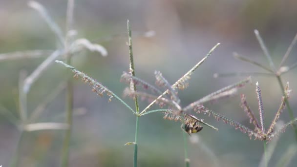Медова бджола збирає нектар з квітки — стокове відео