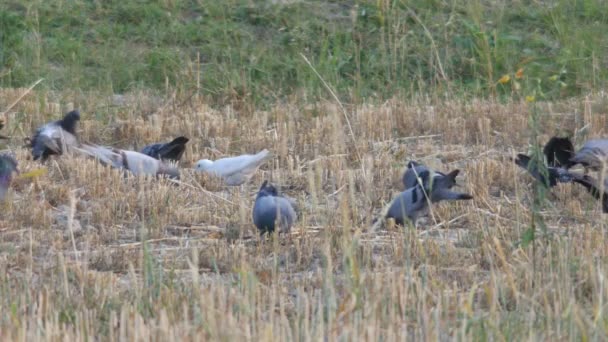 Groupe de pigeons mangeant du riz — Video