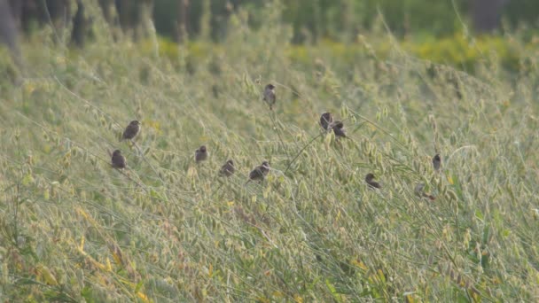 Scaly-breasted Munia birds and sunn hemp seed pods — Stock Video