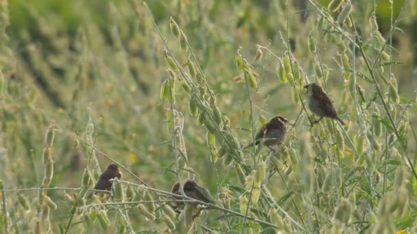 Aves Munia de peito escamoso voando — Vídeo de Stock