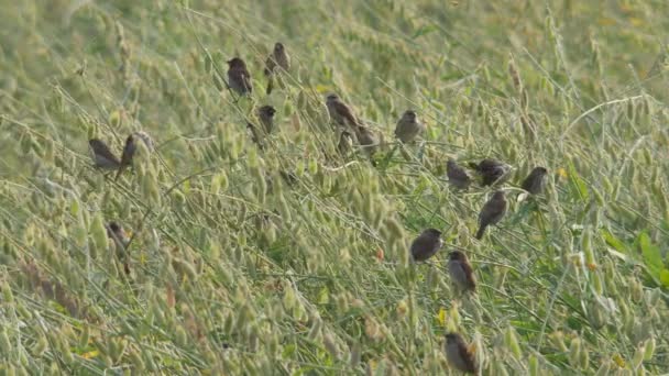 Scaly-breasted Munia vogels aansluiten bij een groep — Stockvideo