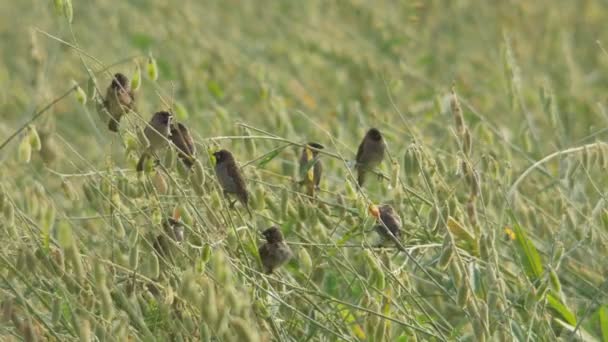 Fjällig-breasted amadina fåglar flyga från en grupp — Stockvideo