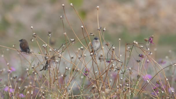 Φολιδωτό-breasted σπίνος πουλιά στηρίζεται στους βλαστούς ξηρό λουλούδι — Αρχείο Βίντεο
