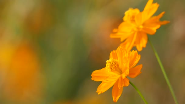 Flores naranjas cosmos temblando con el viento — Vídeos de Stock