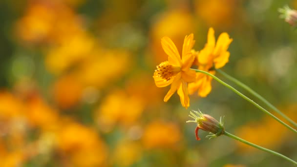 Laranja flores cosmos tremendo com o vento — Vídeo de Stock