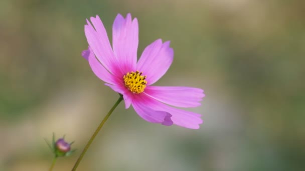 Rosa kosmos blomma skakar med vinden — Stockvideo