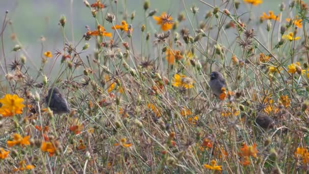 Schuppenbrust-Munia-Vögel ruhen sich auf den trockenen Blütensprossen aus — Stockvideo