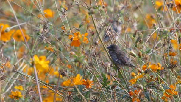 Uccello Munia dal petto squamoso appoggiato sul ramo del fiore — Video Stock