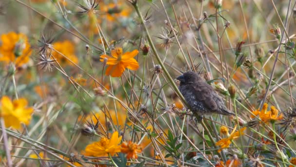 Schuppenbrust-Munia-Vogel macht Mittagsschlaf — Stockvideo