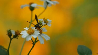 hymenopteran toplama nektar çiçek üzerinden