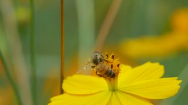 Bal arı toplamak nektar cosmos çiçek üzerinden