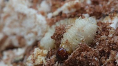 kabukları yuva Böcek larvası