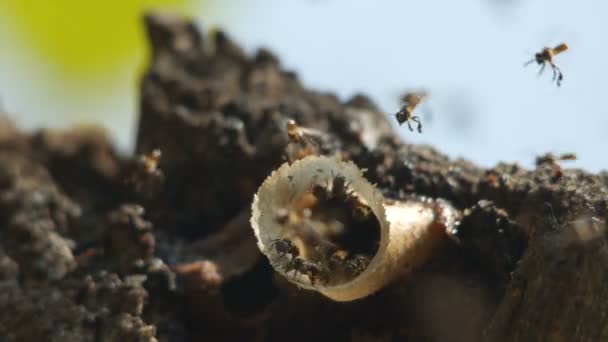 Abelhas sem ferrão voam ao redor de sua colmeia — Vídeo de Stock