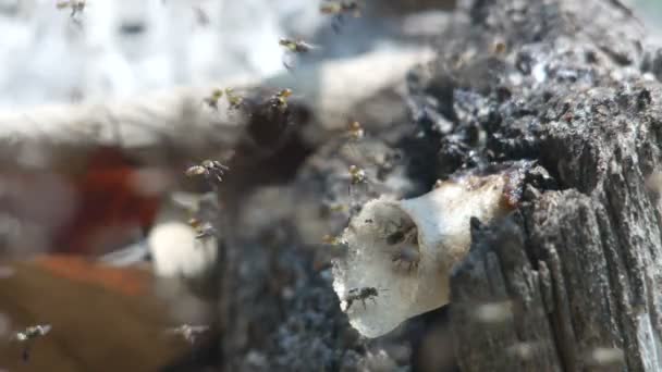 Abeilles sans aiguillon volant autour de leur ruche — Video