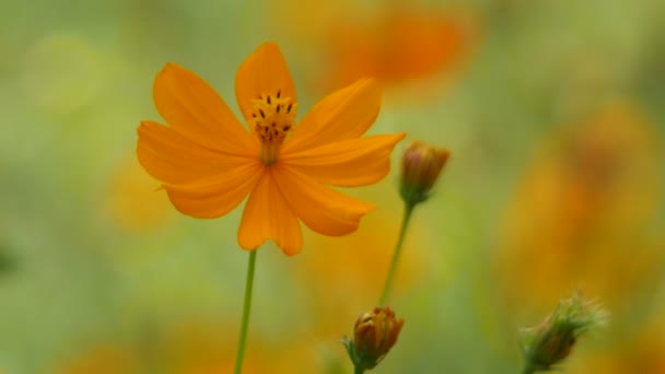 オレンジ色のコスモスの花が風に揺れ — ストック動画