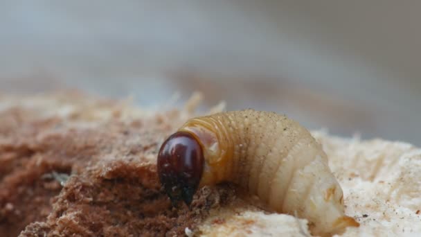 Larva de escaravelho da toca da casca movendo-se na casca — Vídeo de Stock