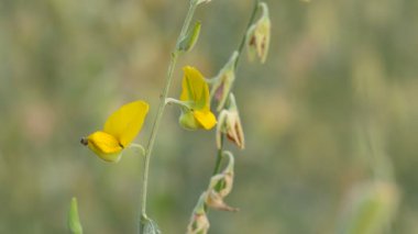 Arı Sunn kenevir çiçek nektarı toplamak
