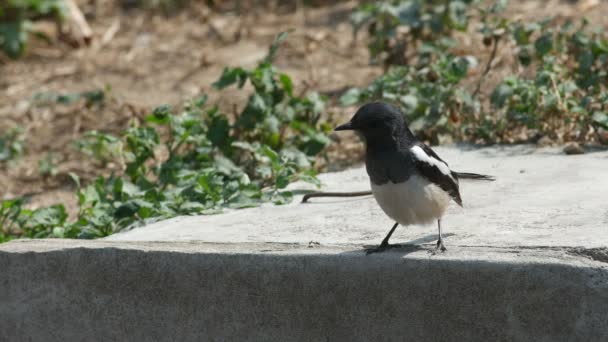 Oriental magpie robin rub its beak on the floor — Stock Video
