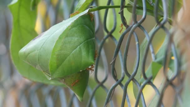 Tkacz mrówka gałęzi na metalowym ogrodzeniem — Wideo stockowe