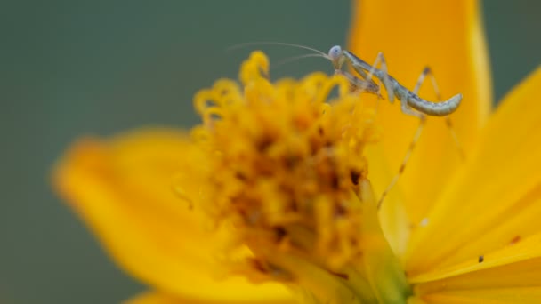 Mantis op de bloem van de kosmos — Stockvideo