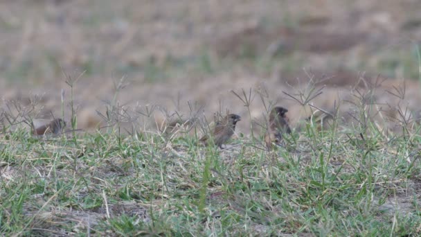 Munia pájaros de pecho escamoso comiendo la semilla de hierba — Vídeos de Stock