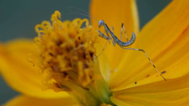 コスモスの花に登ってカマキリ — ストック動画