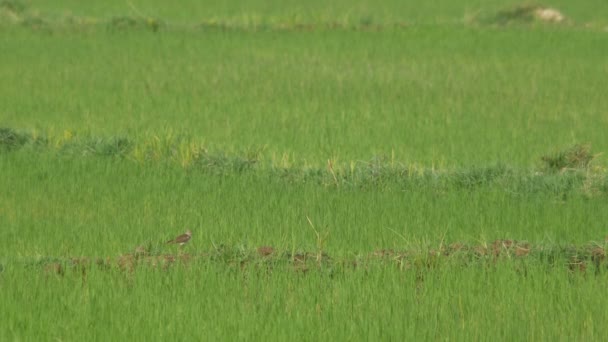 Κοινή sandpiper πουλί στο πεδίο ρύζι — Αρχείο Βίντεο
