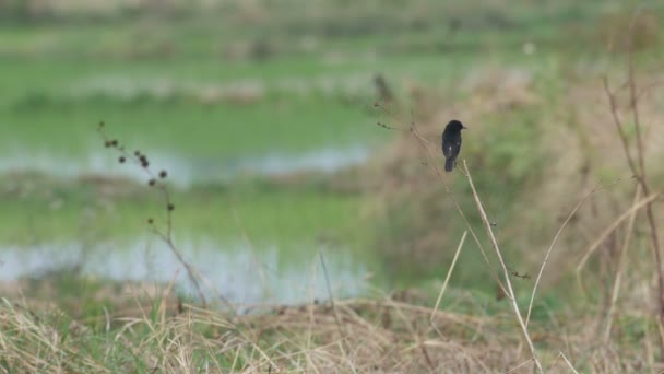 Pied bushchat uccello a riposo e volare nel campo risaia — Video Stock