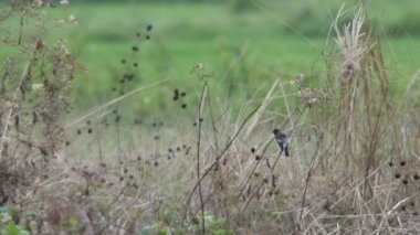Alaca bush sohbet kuş onun kanat Temizleme