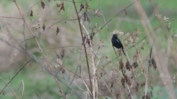 Pied bush chat bird resting in the arid field — Stock Video