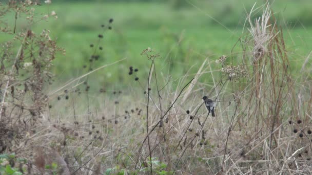 Pied bush chat pájaro limpieza de su ala — Vídeo de stock