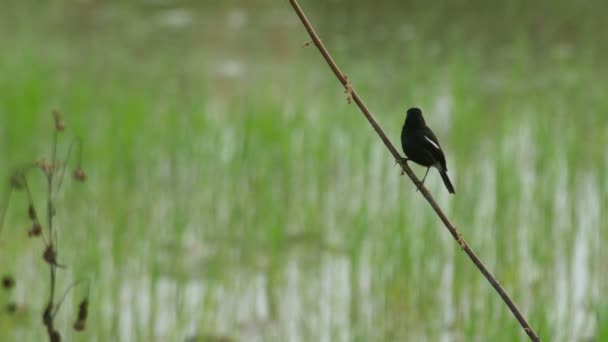 Pied bush chat pájaro descansando en la rama — Vídeos de Stock