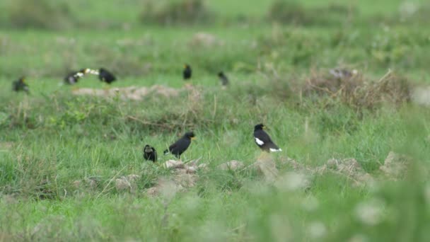 Crested Myna groupe reposant dans la rizière — Video