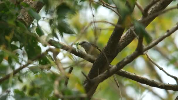 Uccello sta mangiando mantide — Video Stock