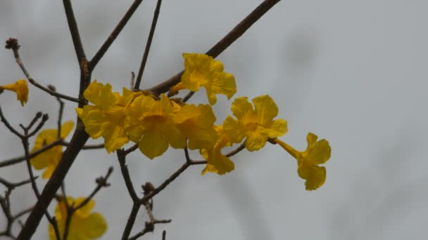 Flores de trompeta de oro temblando con el viento — Vídeos de Stock