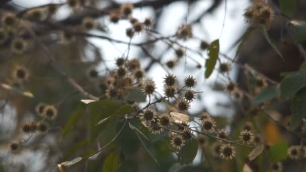 Anogeissus disparar temblando con el viento — Vídeos de Stock