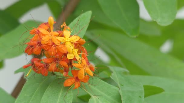 Asoke fleurs d'arbre tremblant avec le vent — Video