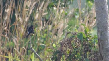 dinlenme ve ağaç dalı üzerinde rahatlatıcı alaca bushchat kuş