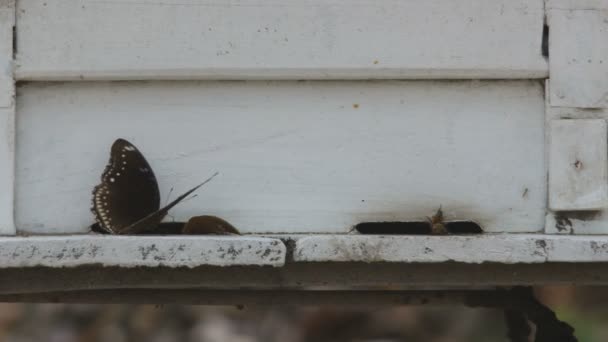 Abeilles papillon et miel se déplaçant devant la ruche — Video